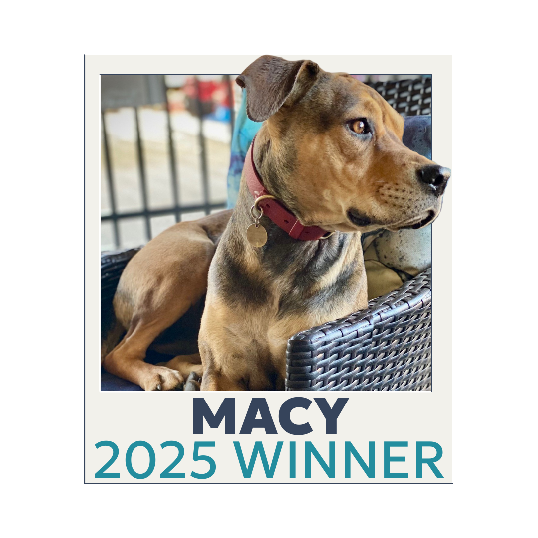 Brown and black dog with a dark red collar. Text \"Macy, 2025 Winner\"